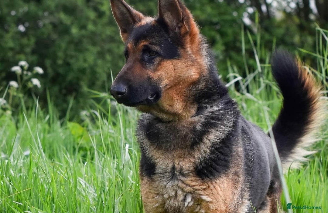 German Shepherd dogs for sale: 5 Generation KC - straight backed GSD puppies  - Image 9