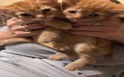 Mixed Breed cats for sale: Chunky lively cuddly kittens - Image 2