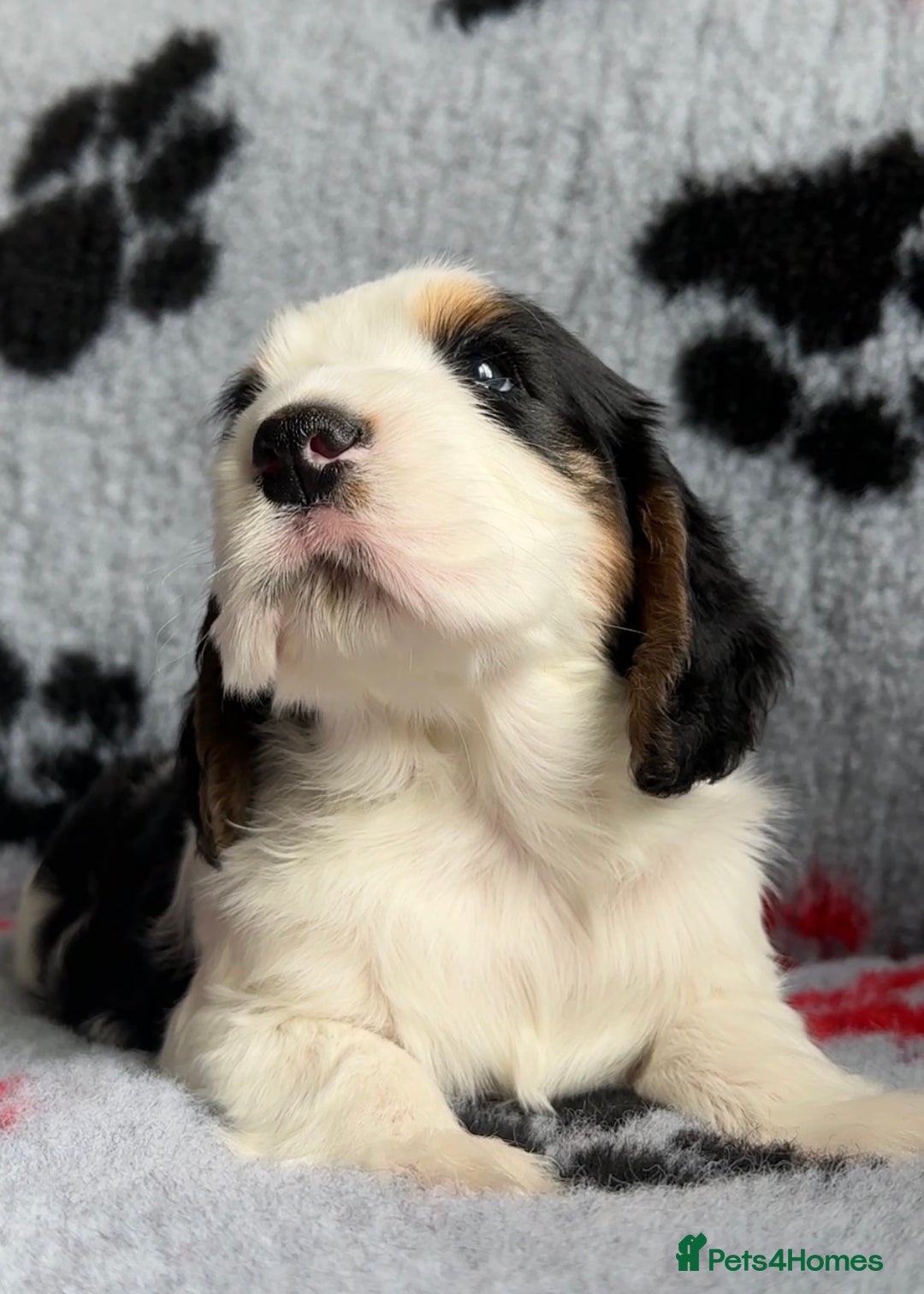 Cocker Spaniel dogs for sale: Show Cocker Puppies (KC Reg, AMS, PRA & FN CLEAR) - Image 32