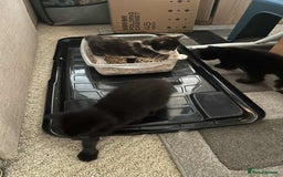 Turkish Angora cats for sale: 3 males 1 grey two black 1 tortie female - Image 7