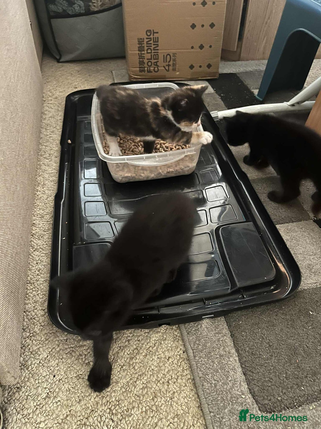 Turkish Angora cats for sale: 3 males 1 grey two black 1 tortie female - Image 7
