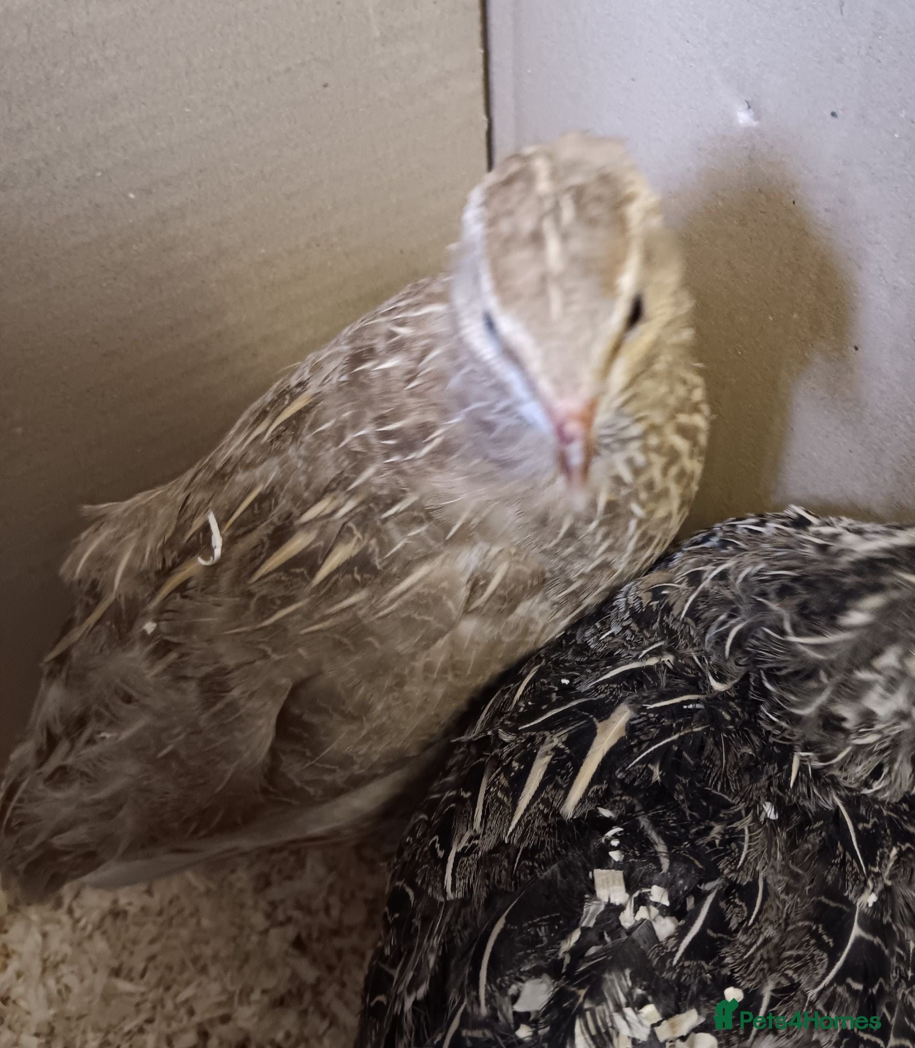 Quail poultry Breeding Group Quail 5 Hens & 1 Roo - Advert 1