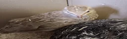 Quail poultry for sale: Breeding Group Quail 5 Hens & 1 Roo - Advert 1