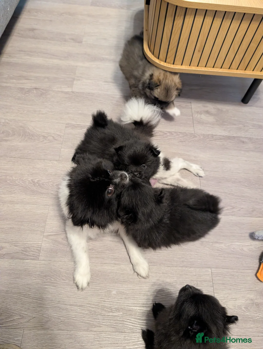 Pomeranian dogs for sale: Miniature Pomeranians - Advert 5