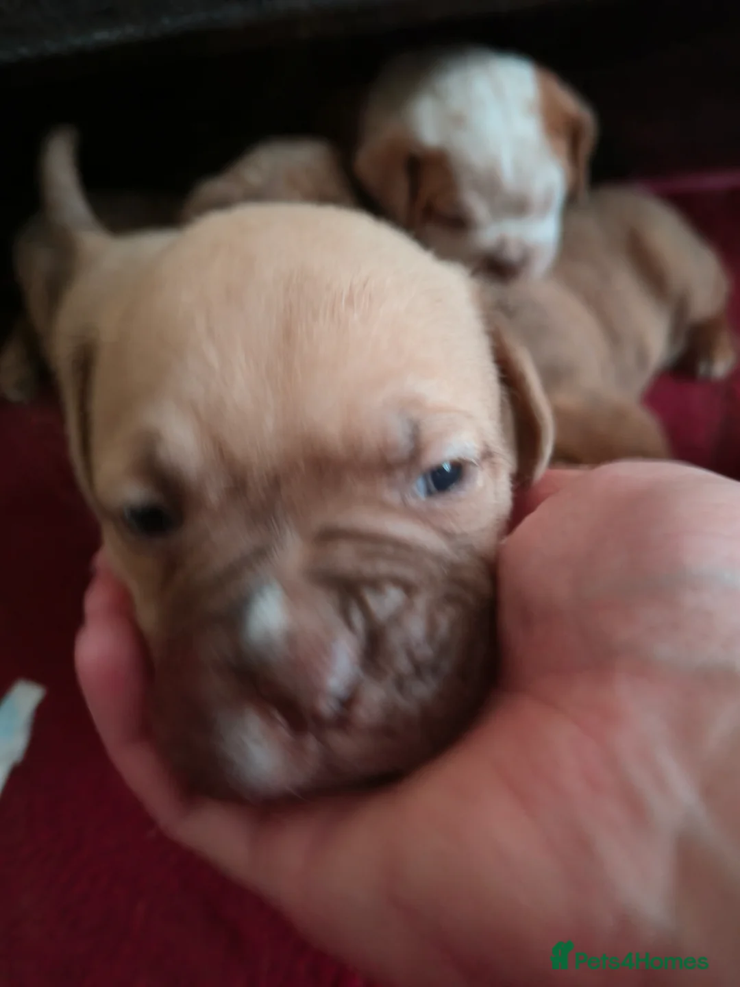 Mixed Breed dogs for sale: Dogue de bordeaux cross old time english bulldog in Newcastle upon Tyne - Advert 17