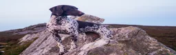 German Shorthaired Pointer dogs for sale: GSP KC Registered Puppies due April 2026 in Craven Arms - Advert 17