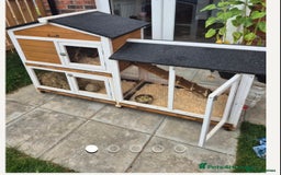 Guinea Pig rodents for sale: Female Guinea pigs  - Image 1