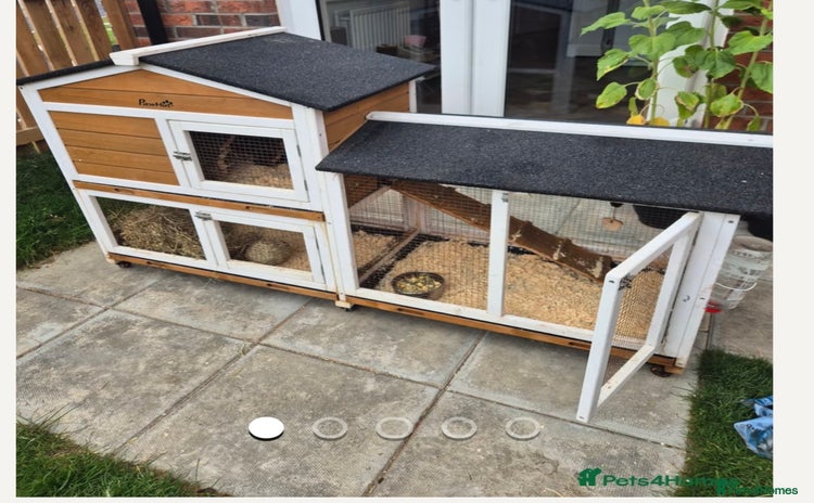 Guinea Pig rodents - Advert 1