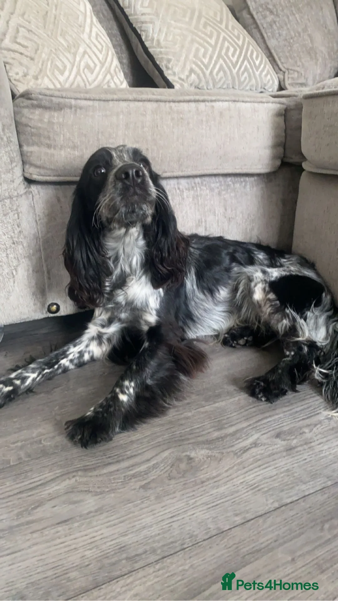 Cocker Spaniel dogs for stud: Dubie  - Advert 1