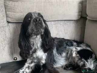 Cocker Spaniel dogs Dubie - Advert 11