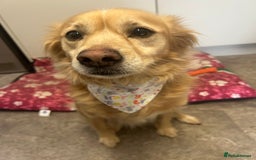 Mixed Breed dogs for sale: Cleo- Mixed Breed - Image 3