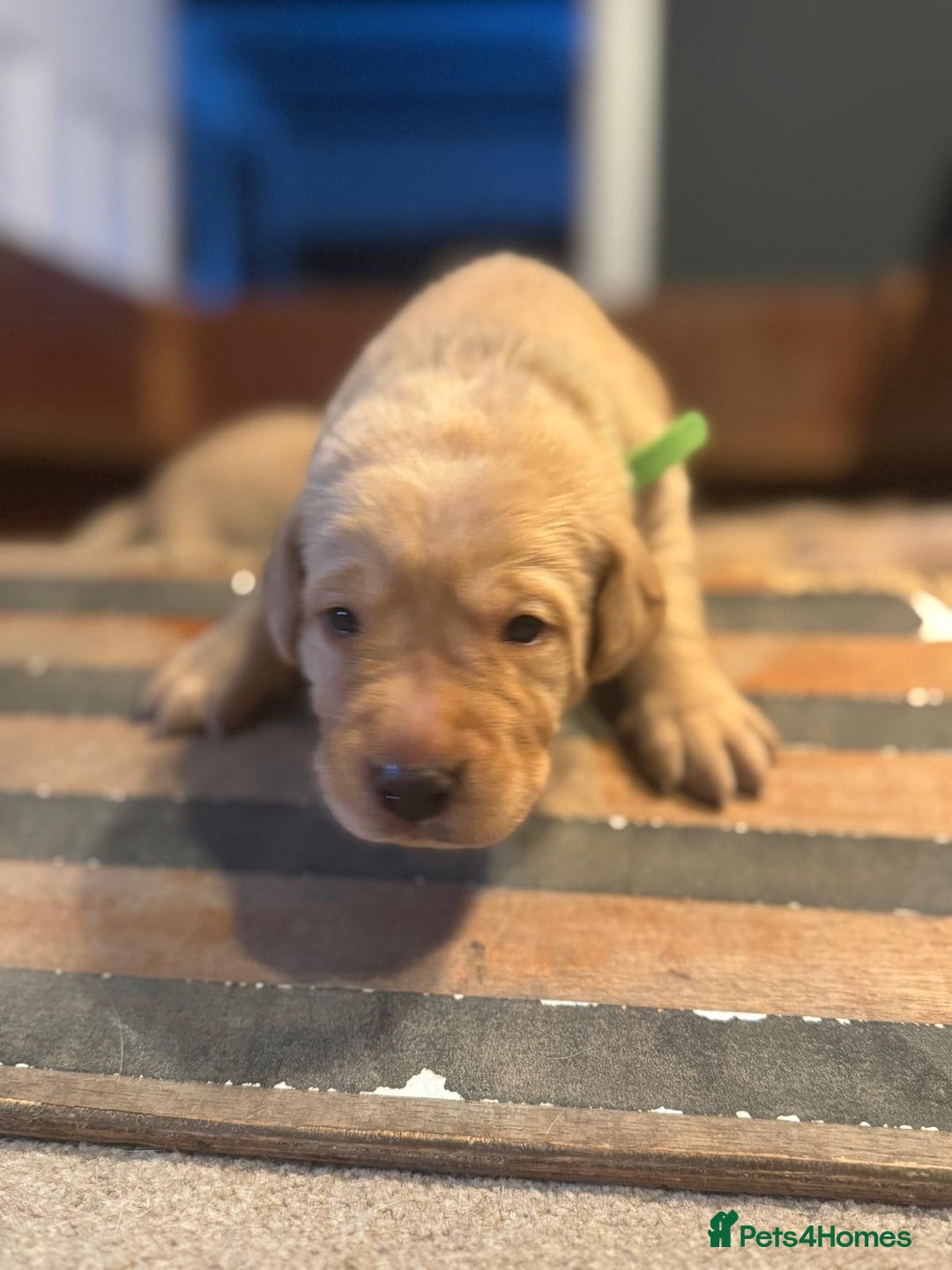 Labrador Retriever dogs for sale: Labrador Retrievers For Sale - Image 7
