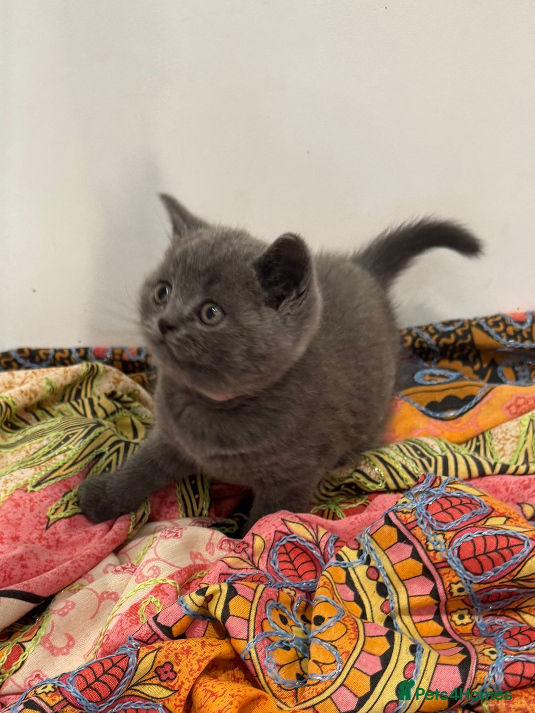 British Shorthair cats for sale: 5 Star BSH Litter GCCF Registered  - Image 4