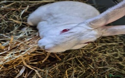 Rex rabbits for sale: Standard Rex Buck - REW. - Image 13