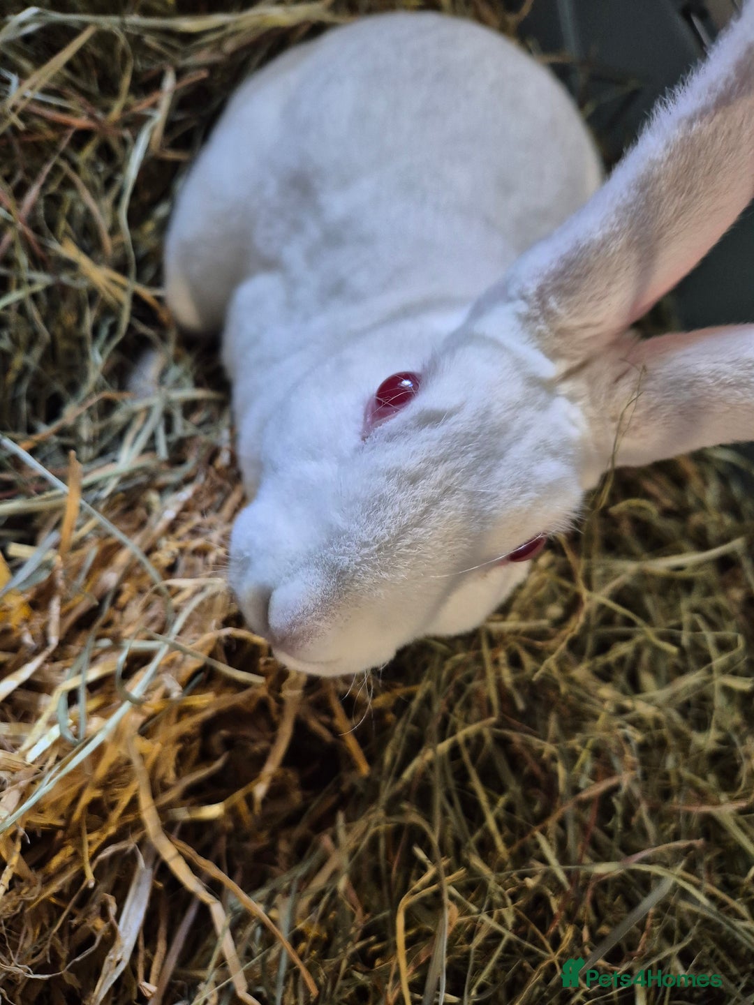 Rex rabbits for sale: Standard Rex Buck - REW. - Image 13