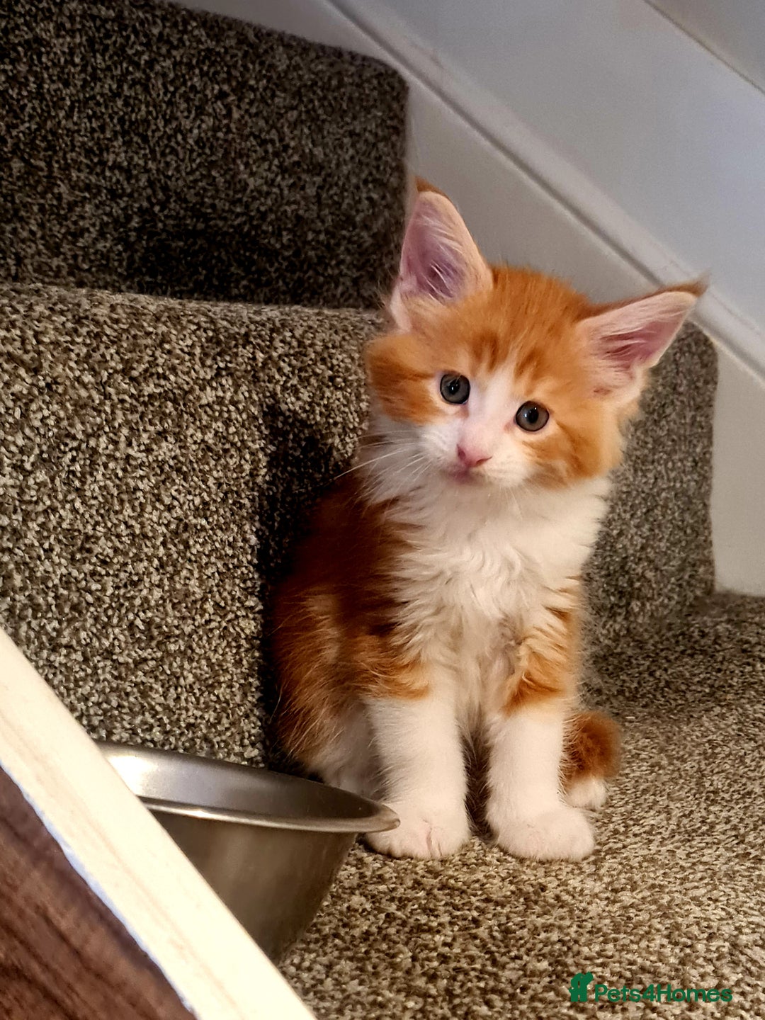 Maine Coon cats for sale: Mainecoon Kittens available  - Image 7