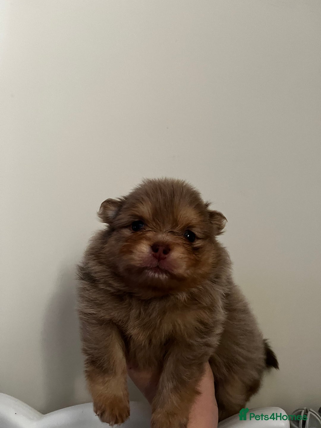 Pomeranian dogs for sale: Fluffy Pomeranian puppy’s MERLE & CHOCOLATE - Advert 7