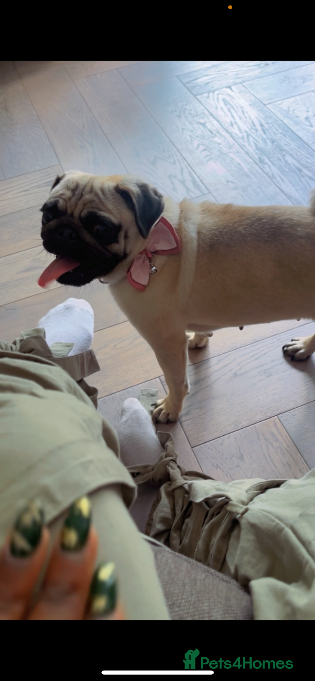 Pug dogs for sale: Beautiful pug - Advert 10