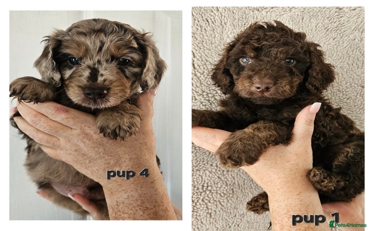Cockapoo dogs - Advert 1