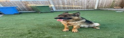 German Shepherd dogs for stud: German Shepherd  - Advert 1