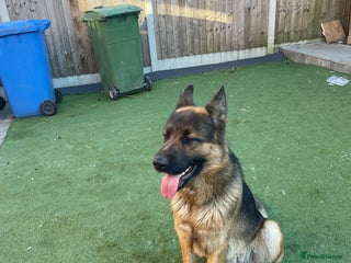 German Shepherd dogs German Shepherd - Advert 1