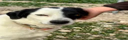 Mixed Breed dogs for adoption: Shadow - medium mix  in Weymouth - Advert 2