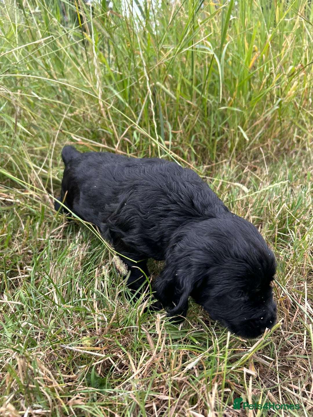 Sprocker dogs for sale: X3 Boys available  - Image 13