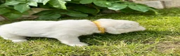 Samoyed dogs for sale: Bundle of joy 3 Puppy - Advert 22