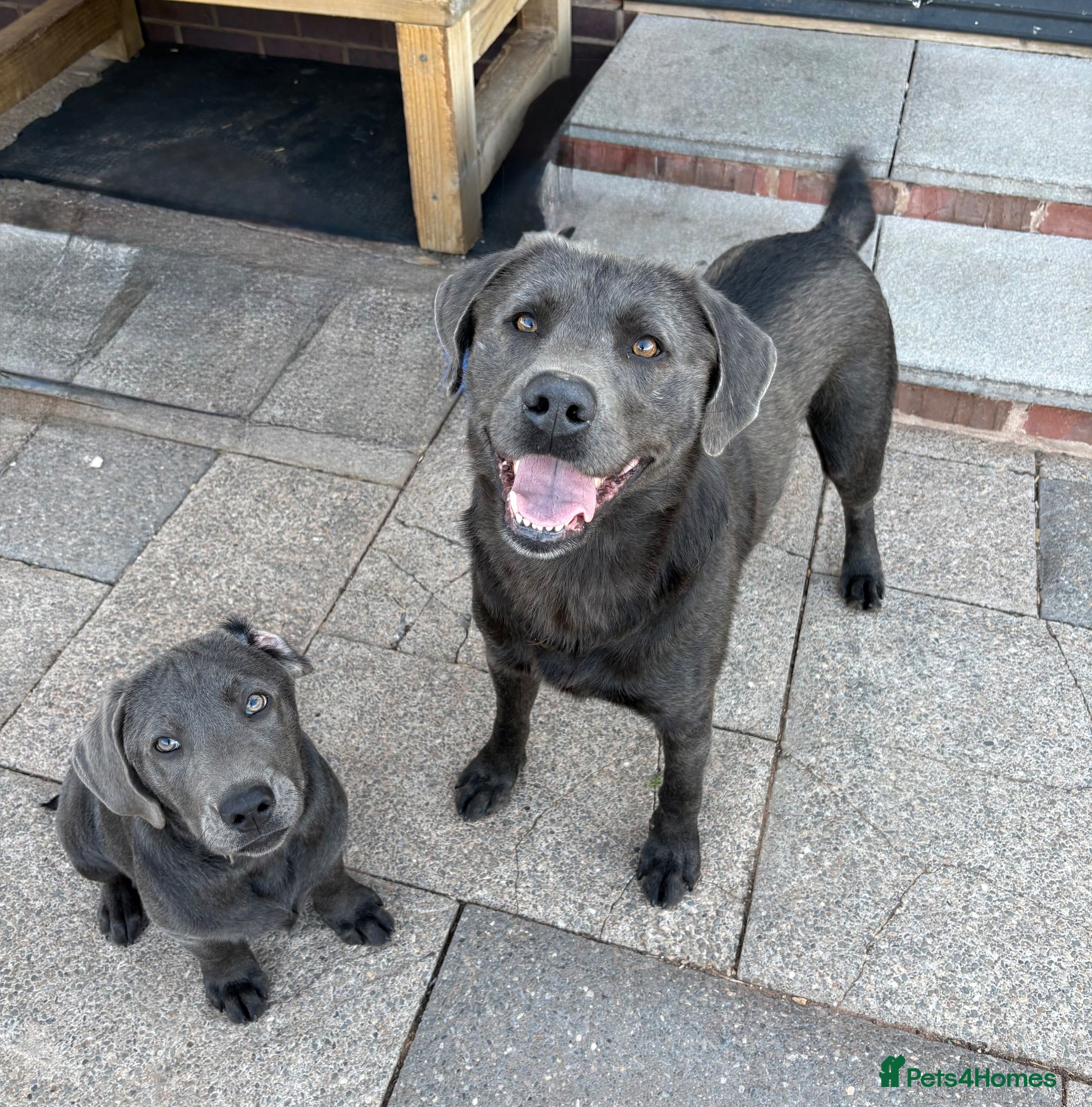 Labrador Retriever dogs Part Puppy Trained KC Charcoal Labrador  - Advert 1