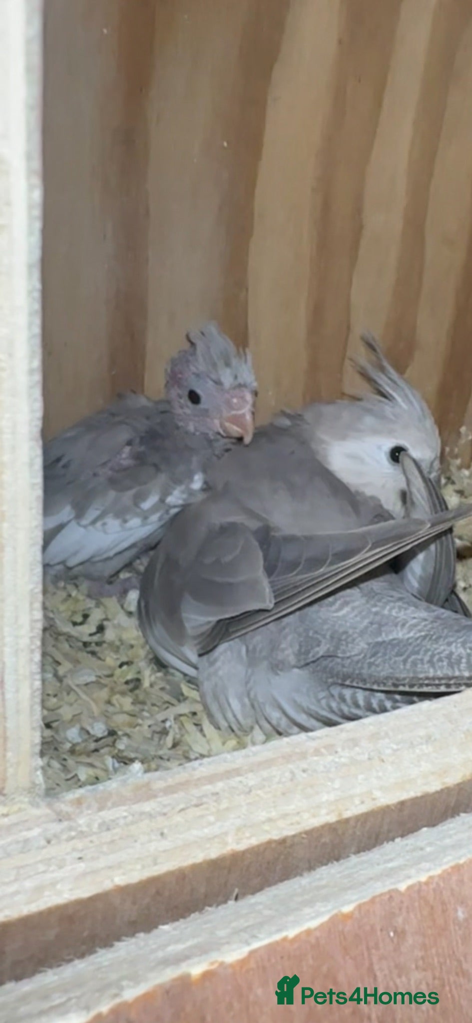 Cockatiels birds  Beautiful Dwarf-Sized Silver Cockatiel – £175 🦜 - Advert 2