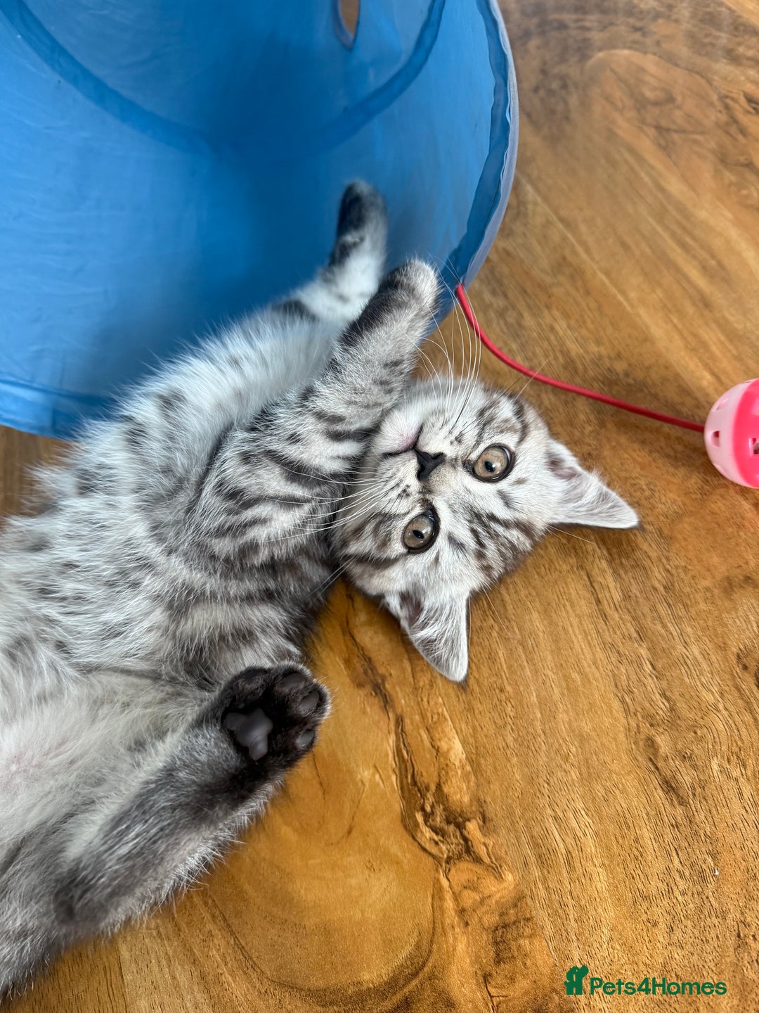 Scottish Fold cats for sale: scottish fold kittens  - Image 23