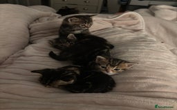 Mixed Breed cats for sale: *ONE LEFT* Beautiful long hair kittens - Advert 1