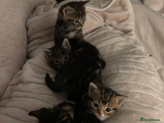 Mixed Breed cats - Advert 18