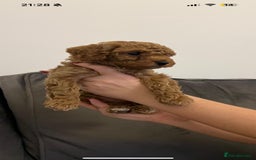 Poochon dogs for sale: STUNNING POOCHON - Image 9