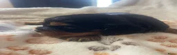 Cavalier King Charles Spaniel dogs for sale: Cavalier King Charles spaniels  - Advert 29