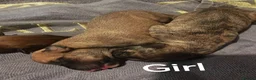 Lurcher dogs for sale: Stunning lurcher puppies in Glasgow - Advert 7