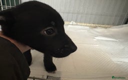 Mixed Breed dogs for sale: Females pups, rehoming ASAP - Image 3