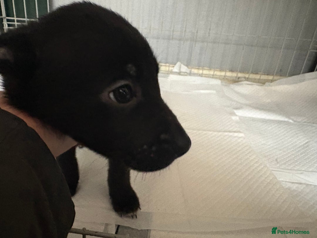 Mixed Breed dogs for sale: Females pups, rehoming ASAP - Image 3
