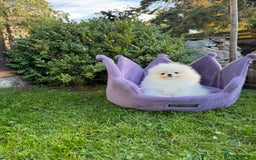 Pomeranian dogs for sale: SUPER TINY ICE WHITE POMERANIAN BOY - Image 35