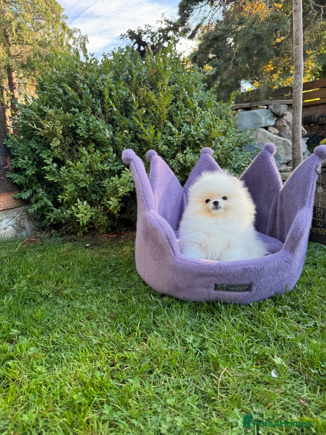 Pomeranian dogs for sale: SUPER TINY ICE WHITE POMERANIAN BOY - Image 35