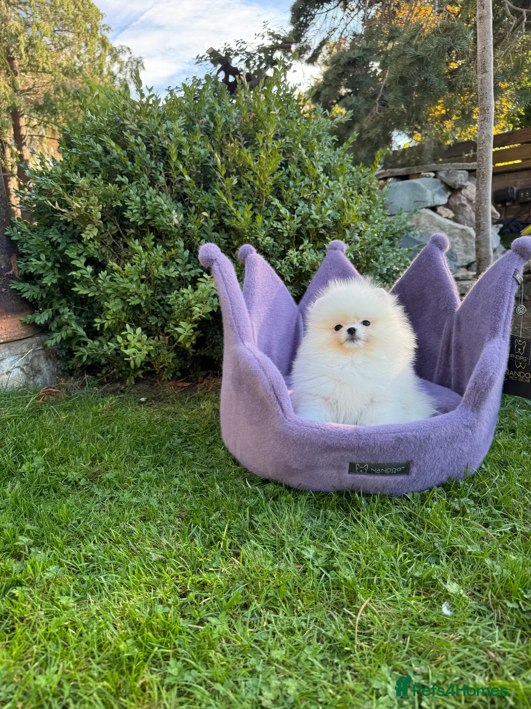 Pomeranian dogs for sale: SUPER ICE WHITE POMERANIAN BOY & GIRL  - Advert 35