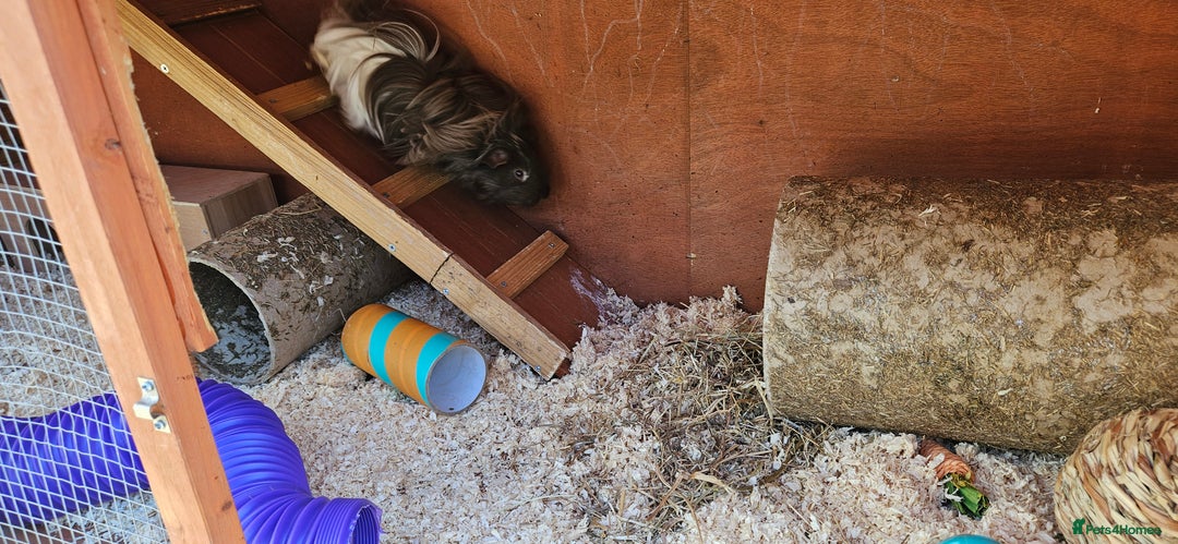 Guinea Pig rodents for sale: 2 female guinea pigs - Image 1