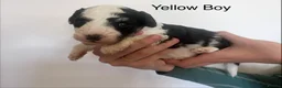Mixed Breed dogs for sale: Lassie/Border Collie X Toy Poodle puppies - Advert 20