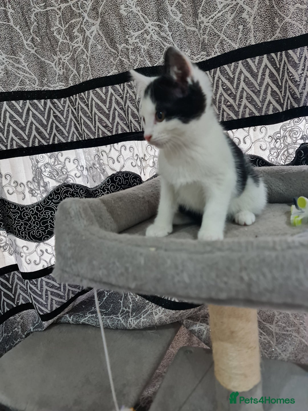 Mixed Breed cats for sale: 2 male kittens black&white - Advert 4