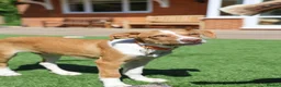 Mixed Breed dogs for adoption: Loyal by name - Loyal in nature - Advert 26