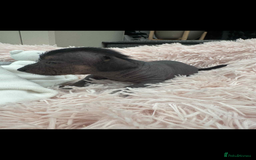 Dachshund dogs for sale: unique dachshund cross hairless Chines crested  - Image 11