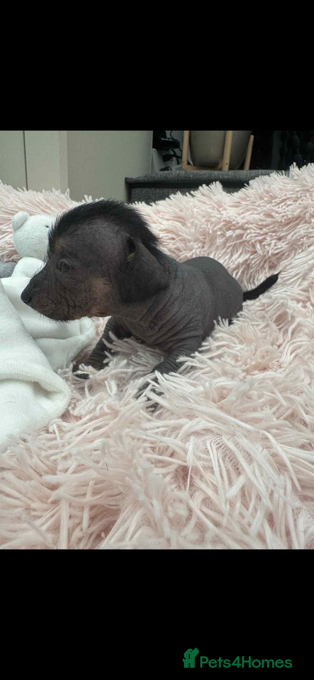 Dachshund dogs for sale: unique dachshund cross hairless Chines crested  - Image 11