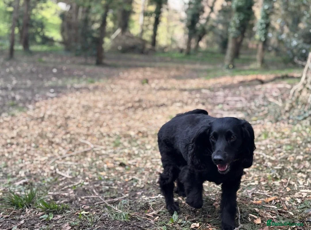 Cockapoo dogs for sale: Gorgeous Red F1 cockapoo puppies!  - Advert 3
