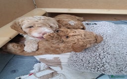 Cavapoo dogs for sale: 3 Gorgeous Cavapoo puppies - Image 5