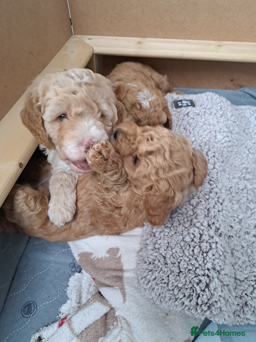 Cavapoo dogs for sale: 3 Gorgeous Cavapoo puppies - Image 5